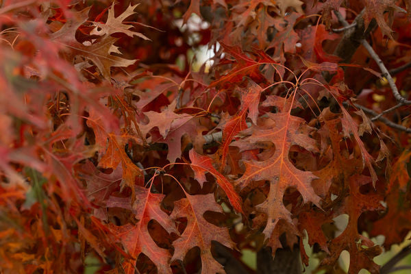 First Editions® Majestic Skies™ Northern Pin Oak