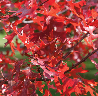 Northern Pin Oak