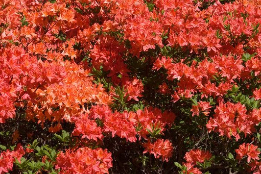 Rhododendron- Mandarin Lights Azalea-Orange : 2 Gallon