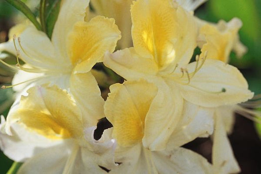 Northern Hi-Lights Azalea
