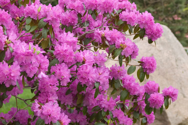 Rhododendron- P.J.M. Rhododendron-Purple : 2 Gallon