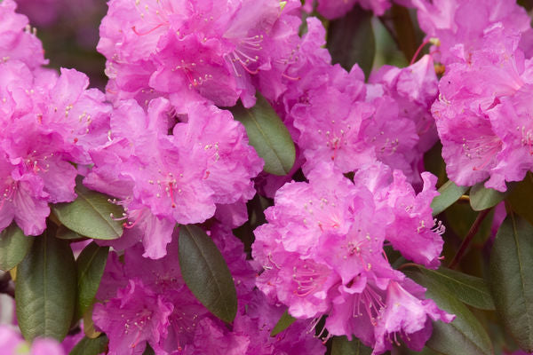 Rhododendron- P.J.M. Rhododendron-Purple : 2 Gallon