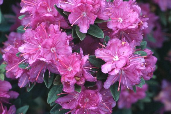 Purple Gem Rhododendron-2 gal – Rock Gardens