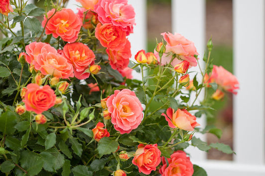 Easy Elegance® Coral Cove Rose