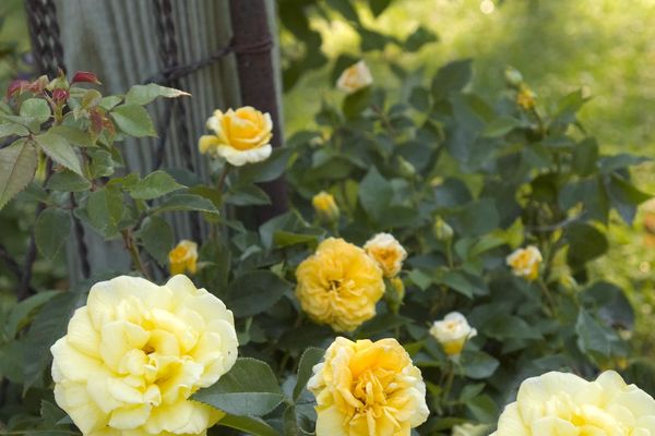 Easy Elegance® High Voltage Rose
