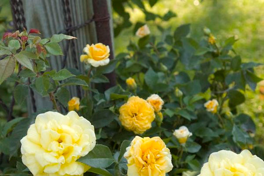 Easy Elegance® High Voltage Rose