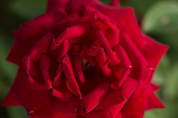 Kashmir Rose