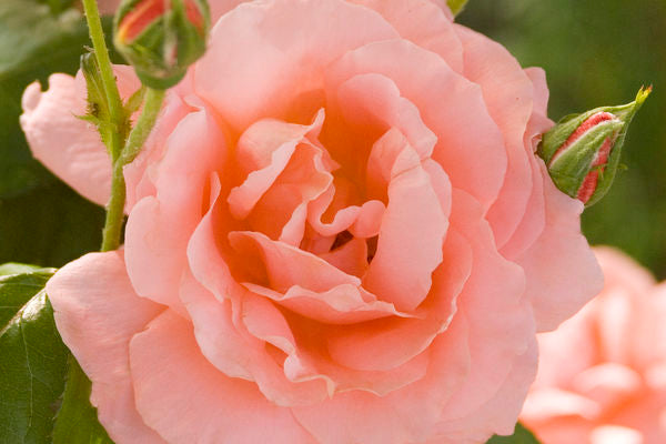 Easy Elegance® Sweet Fragrance Rose