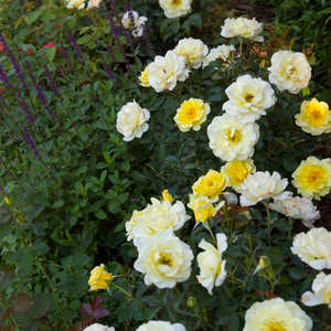 Rose - Yellow Submarine