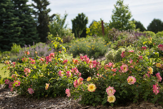 First Editions® Campfire Rose