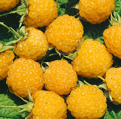 Fallgold Raspberry
