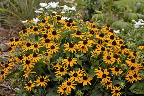 Little Goldstar Black Eyed Susan