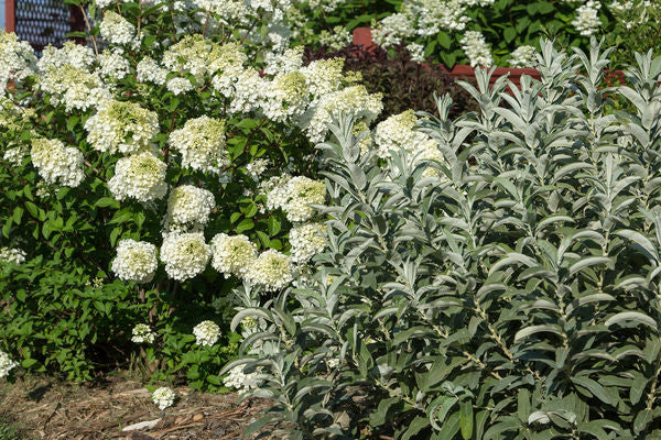 Salix- Iceberg Alley Sageleaf Willow