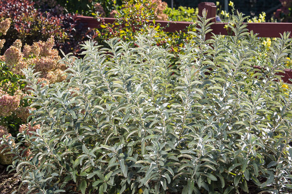 Salix- Iceberg Alley Sageleaf Willow