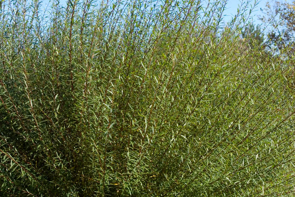 Salix- Dwarf Blue Arctic Willow