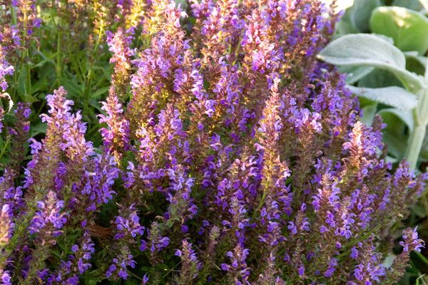 Marcus® Salvia