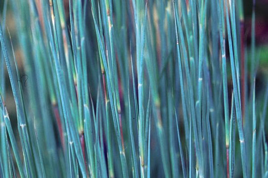 Little Bluestem - The Blues