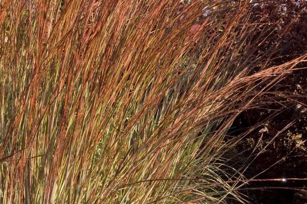 Blue Heaven® Little Bluestem