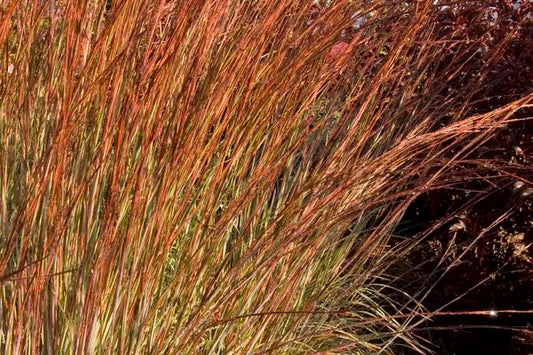 Blue Heaven® Little Bluestem