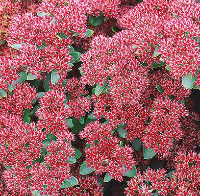 Sedum- Autumn Joy