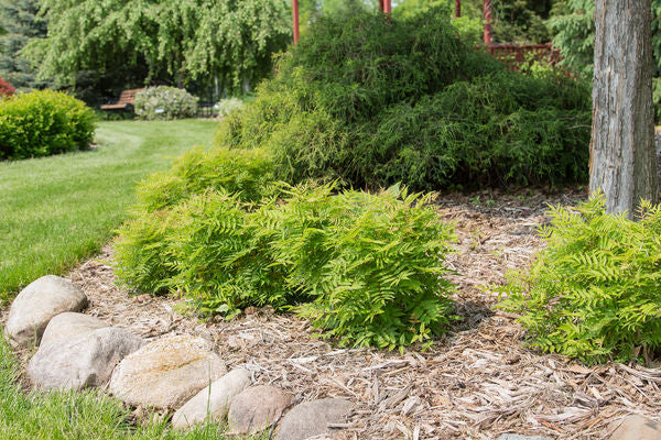First Editions® Matcha Ball® Ash Leaf Spirea