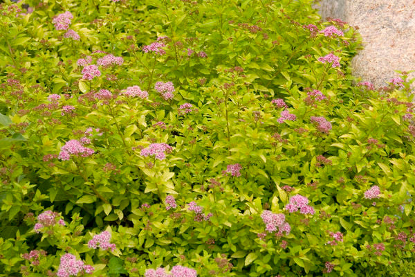 Spiraea- Sundrop Spirea-Pink : 2 Gallon