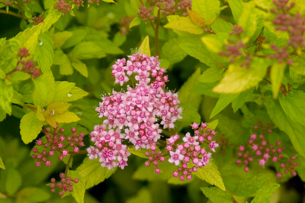 Spiraea- Sundrop Spirea-Pink : 2 Gallon