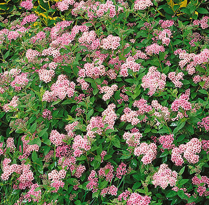 Spiraea- Little Princess Spirea-2 Gallon