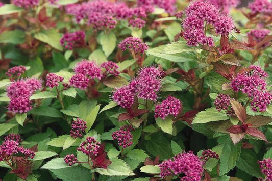 Spirea- Magic Carpet