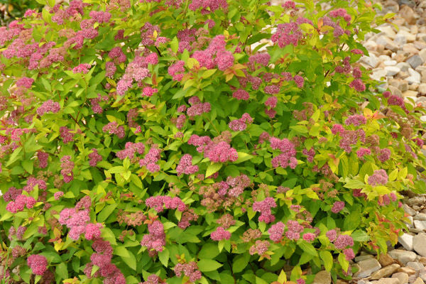 Spirea- Magic Carpet