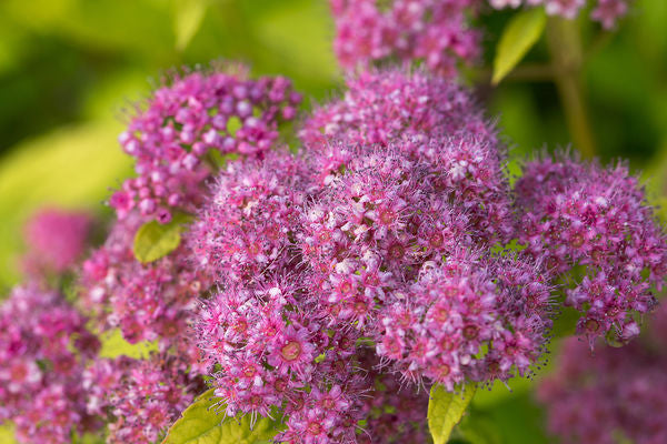 Little Spark Spiraea-2 Gallon