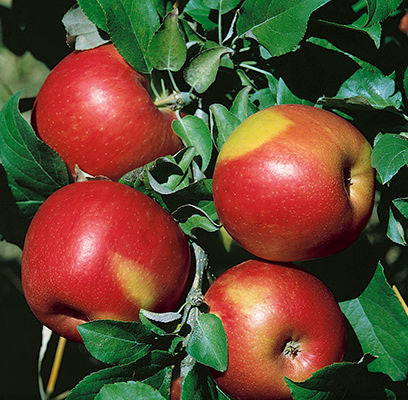 Sweet Sixteen Apple