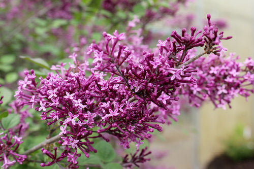 Bloomerang® Dark Purple Lilac Tree Form