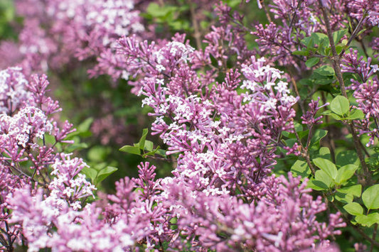 Syringa- Dwarf Korean Lilac