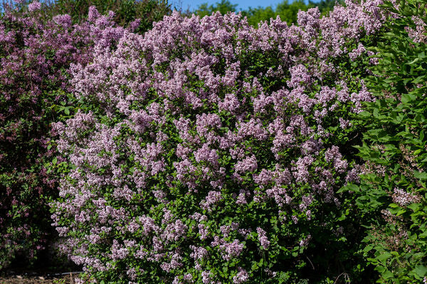 Syringa- Dwarf Korean Lilac