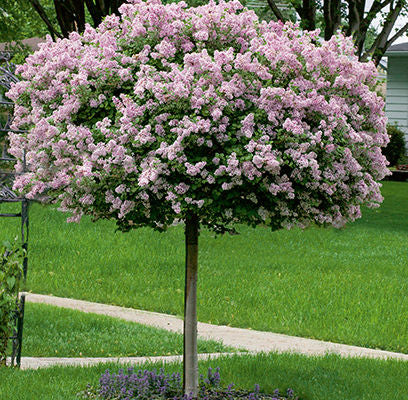 Syringa - Dwarf Korean Lilac : 10 Gallon