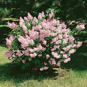 Syringa- Miss Kim Lilac-2 gallon