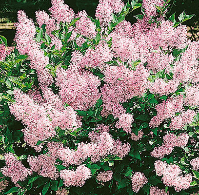 Syringa- Miss Kim Lilac-2 gallon