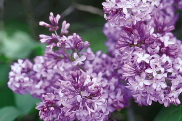 Syringa- Common Purple Lilac