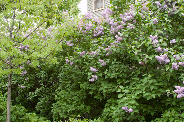 Syringa- Common Purple Lilac