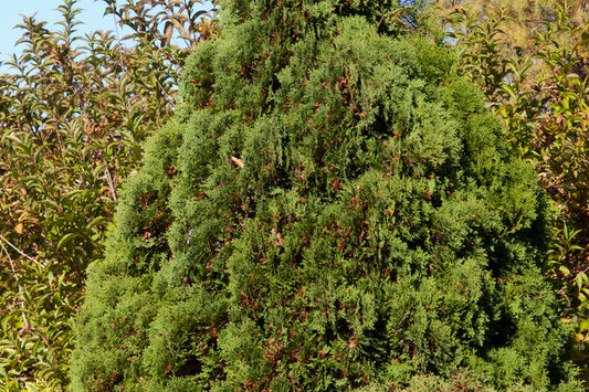 Holmstrup Arborvitae-Green : 2 Gallon