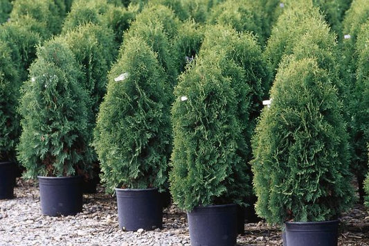 Techny Arborvitae 20 Gallon 3'