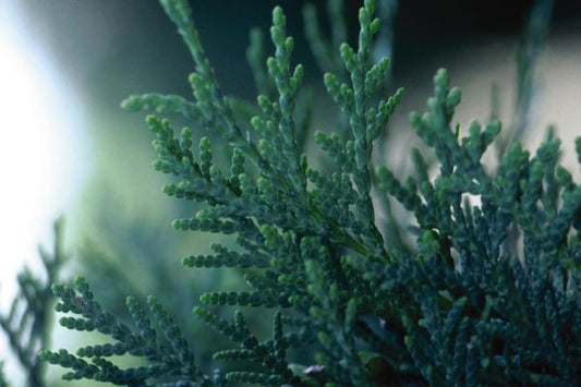 Techny Globe Arborvitae 5 Gallon