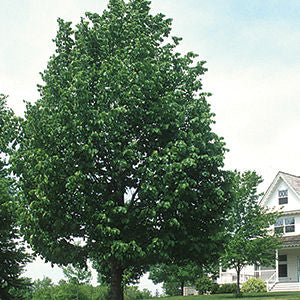 Tilia - Frontyard Linden #10