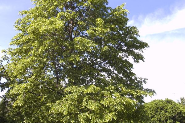 Greenspire Linden- #10 Gallon : 1-1/4"