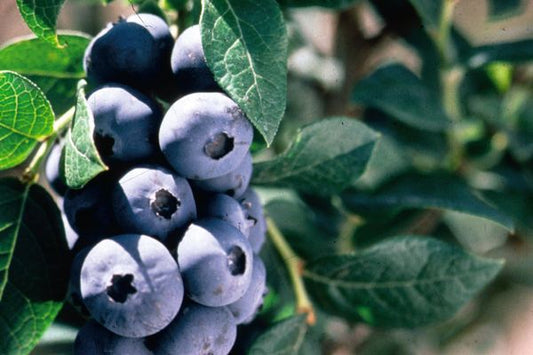 Chippewa Blueberry