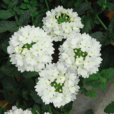Lascar White- 4.5" Fancy