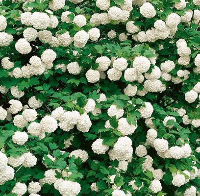 Snowball Viburnum