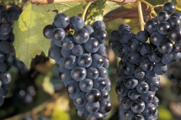 Marquette Grape