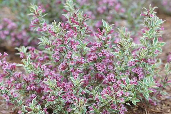My Monet Purple Effect® Weigela